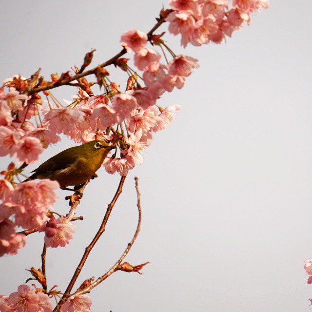京都は桜がキレイです*